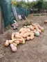 Продавам Био Тикви. Собствено производство , снимка 2