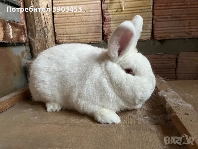 Новозеландски зайци