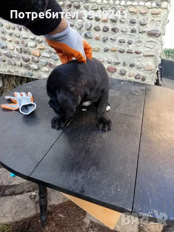 Кане Корсо Италиано