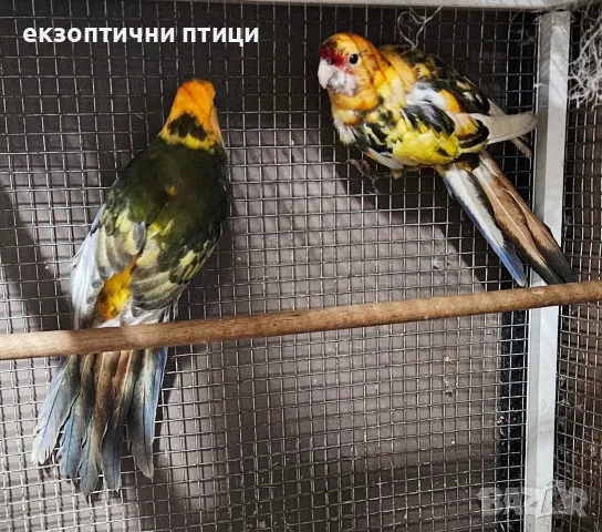 Продавам или Бартер , снимка 3 - Папагали - 56699964