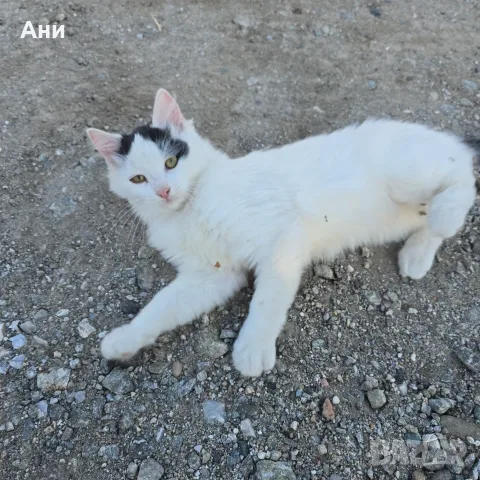Коте на три месеца