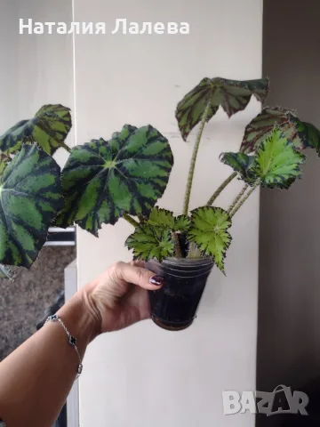 Бегония, begonia Persian brocade 