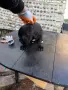 Кане Корсо Италиано, снимка 1