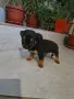 Продавам женски пинчер , снимка 3