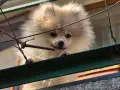 Свободен померан Мъжки, снимка 6