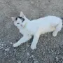 Коте на три месеца, снимка 1