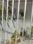 Вълнисти папагали и Корели , снимка 4
