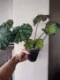 Бегония, begonia Persian brocade , снимка 1