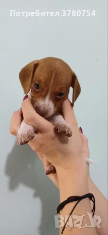 Дакел пиебалд piebald dachshund , снимка 4 - Дакели - 56338485