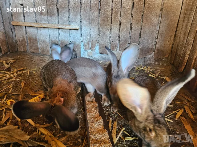Зайци белгийски великан , снимка 15 - Други - 54388352