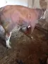 Предлагаме телешко месо , снимка 4