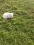 Чистокръвни пинчери !, снимка 8