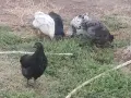 Селски пилета домашни, снимка 1