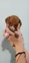 Дакел пиебалд piebald dachshund , снимка 4