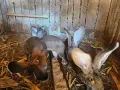 Зайци белгийски великан , снимка 15