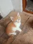 Подарявам котенца, снимка 3