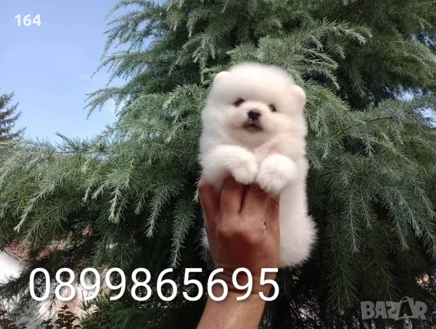 Померани. Прекрасни, снимка 3 - Померан - 56686727