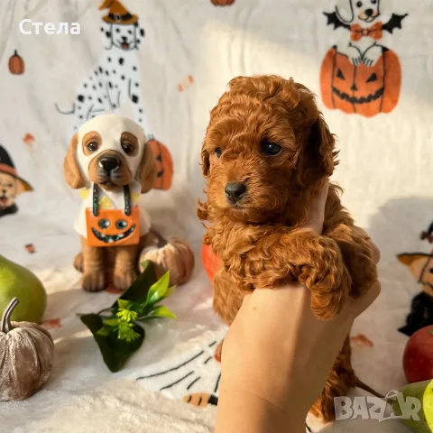 Toy poodle той пудел