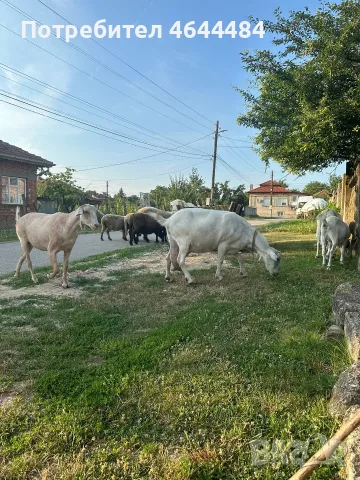 Кози майка и дъщеря 
