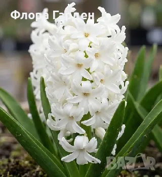 Луковици ЗЮМБЮЛ, снимка 5 - Градински цветя и растения - 56578809
