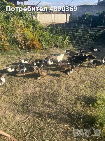 Продавам мускусни патици.