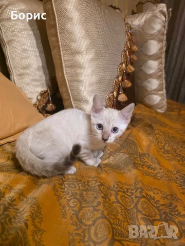 Бенгалска котка, снимка 2 - Бенгалски - 40146006