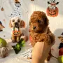 Toy poodle той пудел, снимка 1