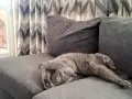 Мъжко британче на 1 г, снимка 2