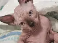 Сфинкс, момчета и момичета, снимка 12