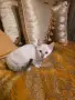 Бенгалска котка, снимка 2