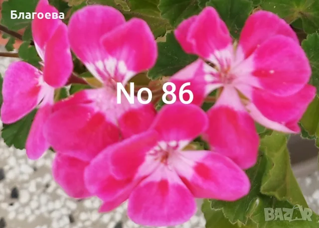 Втори комплект вкоренени резници Мушкато 10 бр общо 10 €