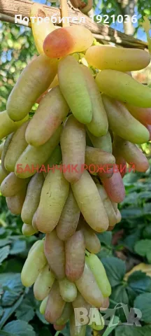 Бутикови сортове грозде, снимка 11 - Разсади - 35306623