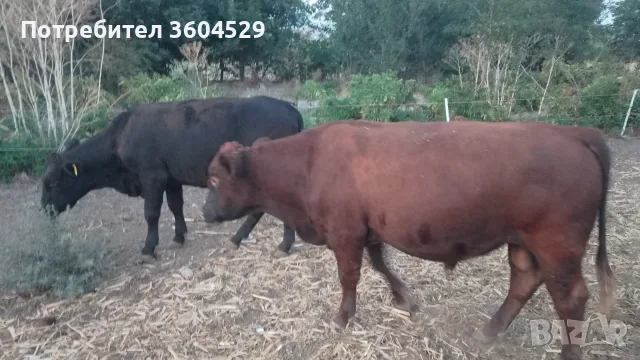 Телета за ИЗЛОЖБА ТОП , снимка 18 - Крави - 56226537