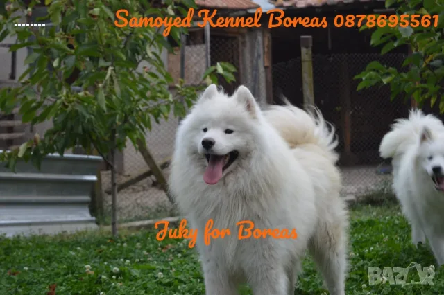 самоед чистокръвни, снимка 3 - Самоед - 56735868