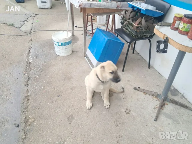 Здраво и ваксинирано Кангалче., снимка 4 - Кангал - 56732527
