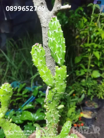 Кактус Opuntia monacantha ‘Monstruosa, снимка 2 - Разсади - 56616615