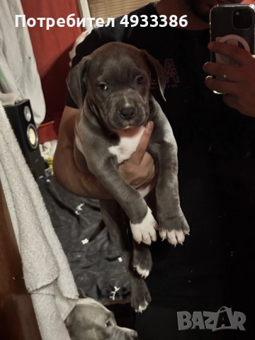 American Bully XL/Американско Були ХЛ