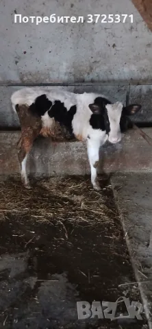 Продавам мъжко теле  