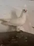 Демкес Барабантчик, снимка 2