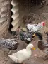 Продавам елитен Виандот, снимка 3
