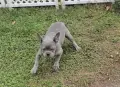 Син със сини очи френски булдог, снимка 3