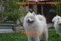 самоед чистокръвни, снимка 3