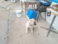 Здраво и ваксинирано Кангалче., снимка 4