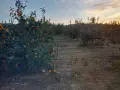 Райска ябълка - много едра  танинова!!!, снимка 4