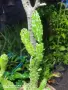 Кактус Opuntia monacantha ‘Monstruosa, снимка 2