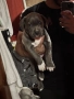 American Bully XL/Американско Були ХЛ, снимка 1