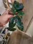 Хоя Phuwuaensis, снимка 2