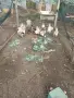Кокошки Араукана , снимка 3