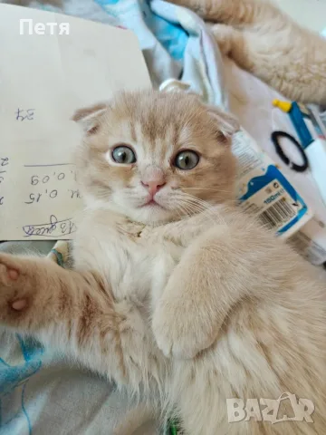 Разкошни шотландски котенца, снимка 2 - Британска късокосместа - 56688456