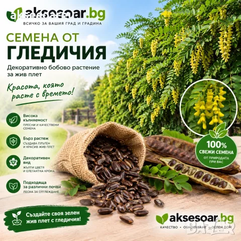 Нови Качествени и пресни Семена от гледичия отлично почистени и готови за засяване Gleditsia градина